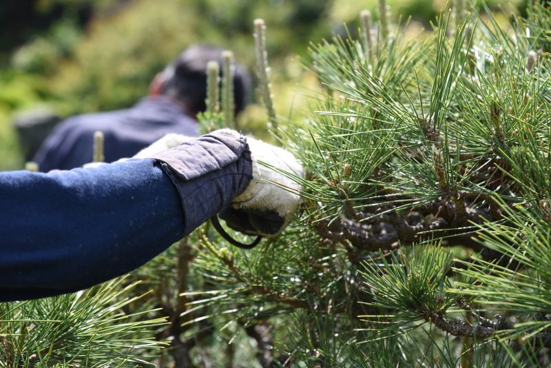 Contact About Pine Needles Removal