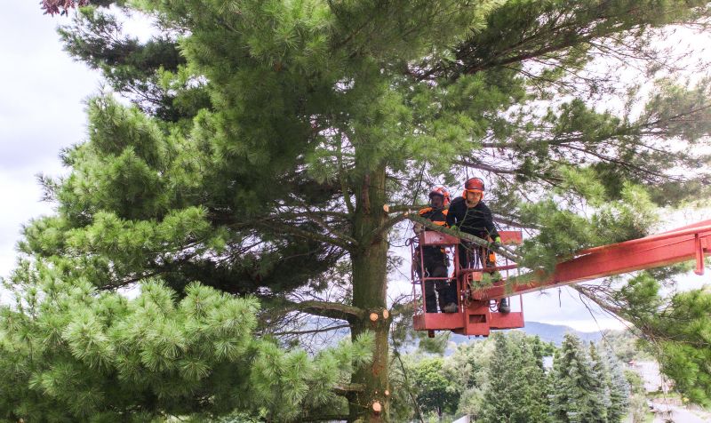 Pine Needles Removal