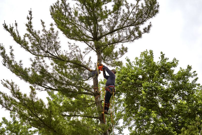 Pine Needles Removal
