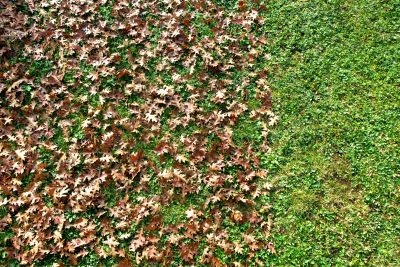 Fall Lawn Cleanup Service