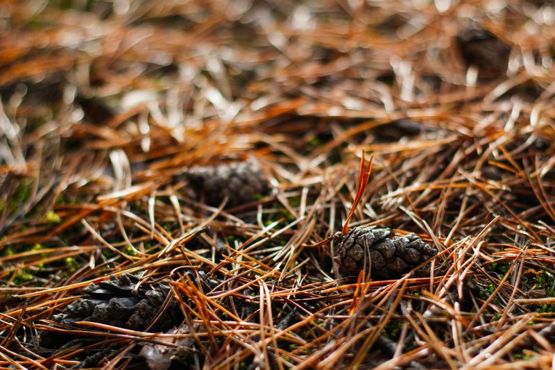Pine Needles Removal detail